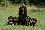 CAVALIER KING CHARLES 568